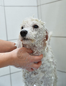 浴室淋浴间的白色贵宾犬图片