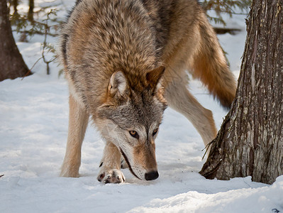 闻雪寻猎的母灰狼图片