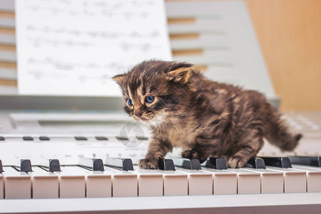 音乐的起步一小只猫沿着钢琴键走在图片