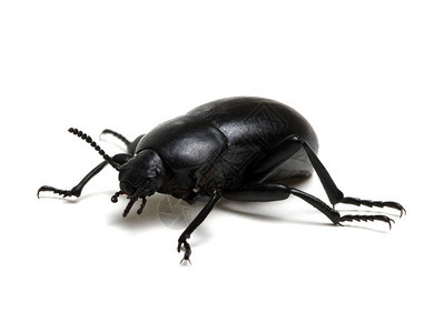 孤立在白色的黑色甲虫背景图片
