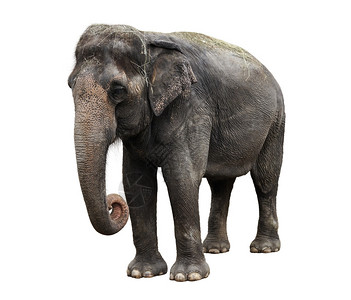 亚洲大象孤立于白背背景图片