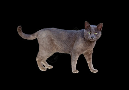 Chartreux猫的侧边视图它被图片