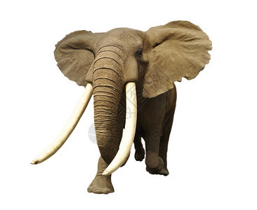 大型雄非洲象背景图片