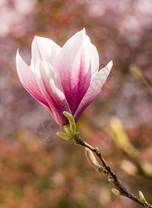 玉兰桃花图片