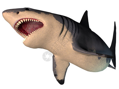 巨龙是一种灭绝的巨牙鲨鱼它存在于先河时期从奥利戈森到白图片