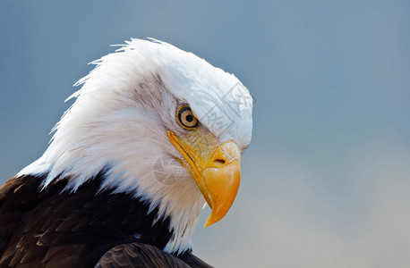 美国秃鹰肖像图片