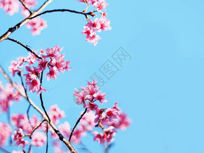 粉红色的樱花盛开春天的季节图片