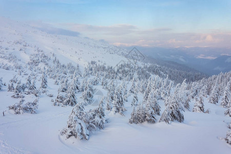 山丘上积雪覆盖的树木图片