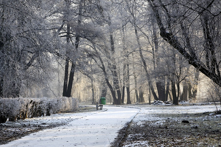 冬季公园风景和阳光图片