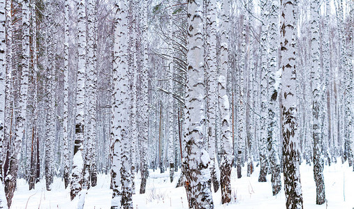 美丽的冬天白桦林图片