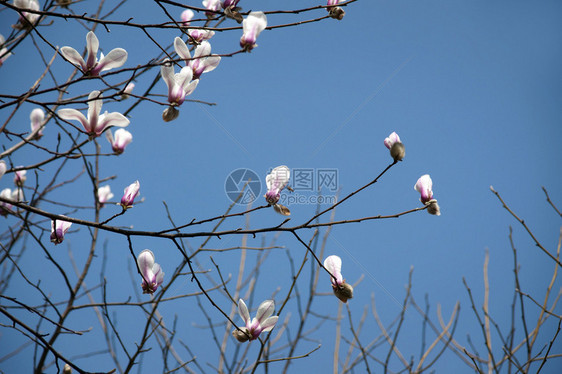 玉兰花和蜜蜂反对蓝天图片