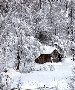 冬季垂直景观与木制森林雪棚图片