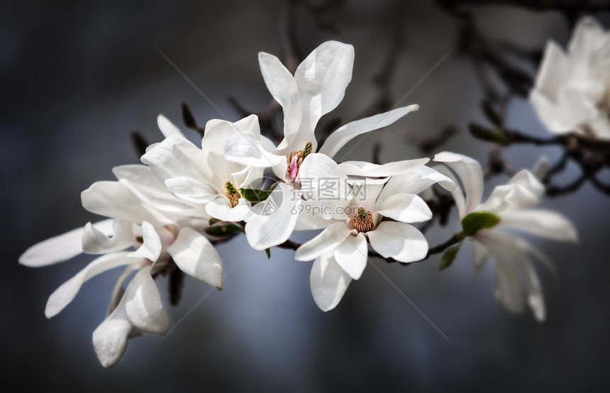 Magnoliakobus以白花盛开树图片