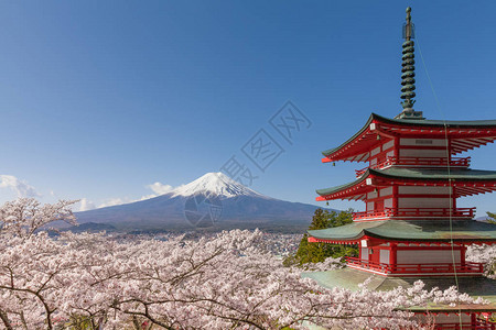 樱花季节的富士山和红塔图片