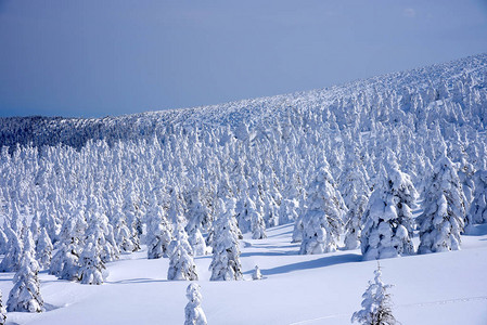 日本山形藏王山的雪怪藏王是东北最大的滑雪胜地之一在冬天图片