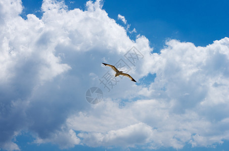 鸬鹚在黑海的天空中飞翔背景图片