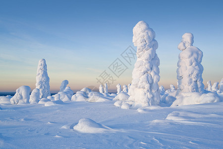 北乌拉尔山树上的雪数惊人与西伯利亚接高清图片