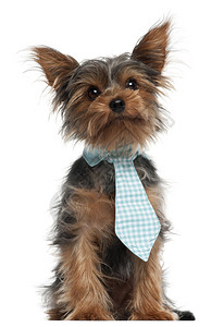 Terrier身穿领带图片