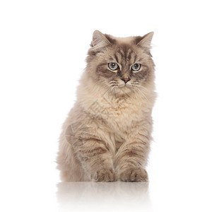 一只蓝色眼睛的可爱灰色坐着猫仰望着白图片