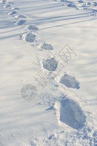 新白雪上的人迹图片