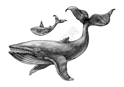 大鲸鱼和小鲸鱼手绘复古雕刻插图图片