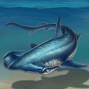 海底黑锤头鲨鱼背景图示图片