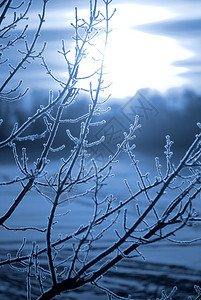 日出时湖岸树上的霜图片