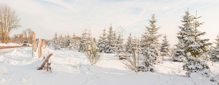 冬季雪景与松树全景拍摄图片