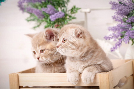 一对苏格兰红猫子坐在装饰木箱里漂亮的猫儿图片