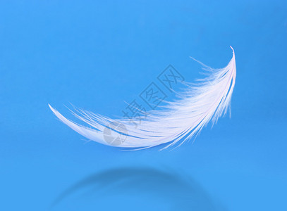 在蓝色背景上飞翔的白色羽毛图片