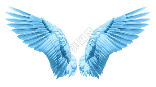 天使翅膀自然蓝翼羽图片
