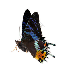 白色背景所隔离的蓝蝴蝶和橙图片