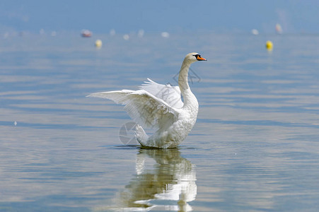 日内瓦湖的一只美丽的白天鹅张开翅膀图片
