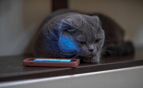 晚上在电话附近的蓝猫图片