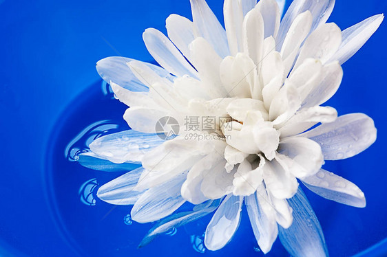 白菊花在蓝色背景上图片