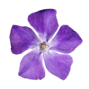 Periwinkle紫花的顶端视图Vinca未成年人在白背景图片
