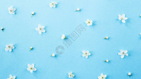 蓝色背景上的小白春花分布均匀春天即将到来的概念顶端图片
