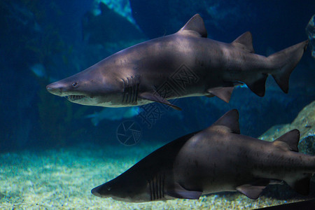 在大水族馆的大白鲨有海水的图片