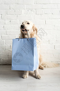 叼着蓝色购物袋的可爱小狗图片素材