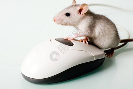 小宠物触摸电脑鼠标的形象图片