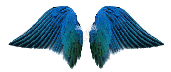 孤立的蓝色天使翅膀图片