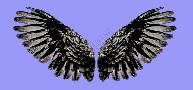 天使翅膀紫色图片