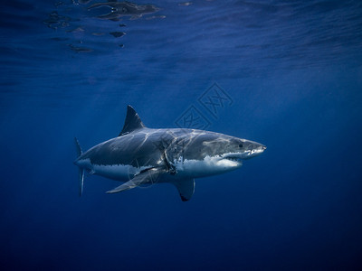 标记为保护大白鲨在墨西哥瓜达卢佩岛的蓝色太平洋中图片