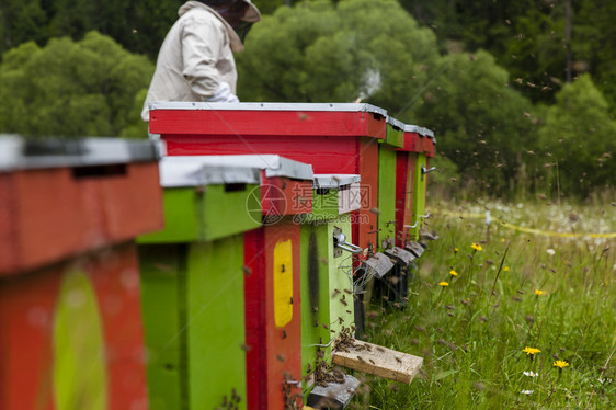 养蜂员在阿尔卑斯山草原和图片