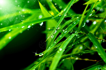 在雨季竹叶上的水图片