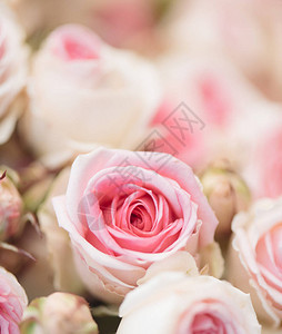 复古粉红玫瑰背景图片