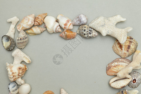 海洋贝壳背景图片
