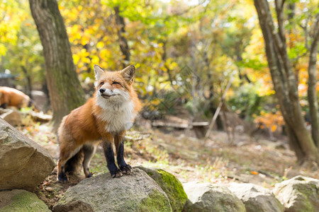 可爱的小狐狸在森林里图片