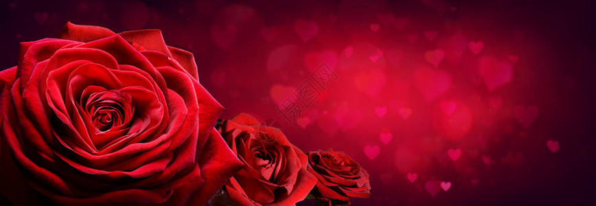 红玫瑰在心脏形状中的红玫瑰图片