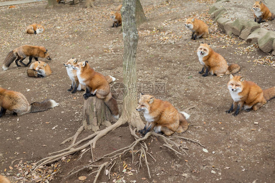 一群红狐在森林里图片